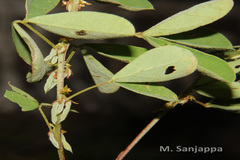 Indigofera santapaui